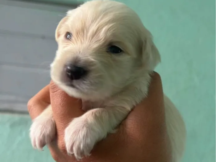 Cachorro ra a SRD-ViraLata idade Abaixo de 2 meses nome Neguinha 