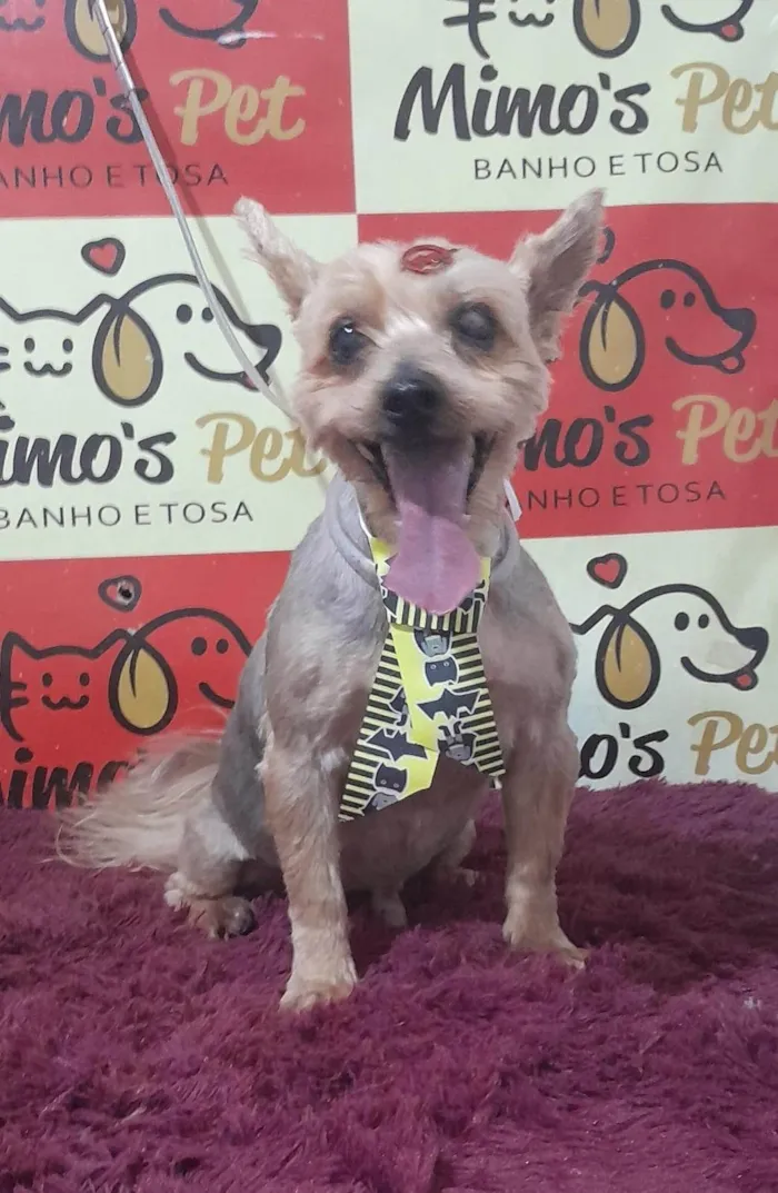 Cachorro ra a Yorkshire idade 6 ou mais anos nome Fred