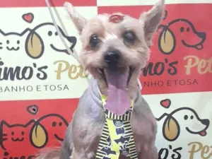 Cachorro raça Yorkshire idade 6 ou mais anos nome Fred