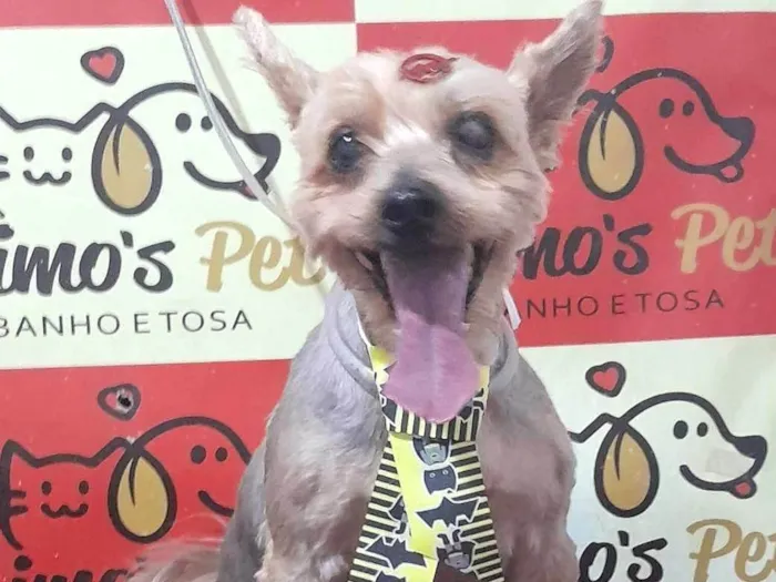 Cachorro ra a Yorkshire idade 6 ou mais anos nome Fred