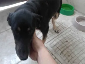 Cachorro raça SRD-ViraLata idade 4 anos nome Bolonhesa 
