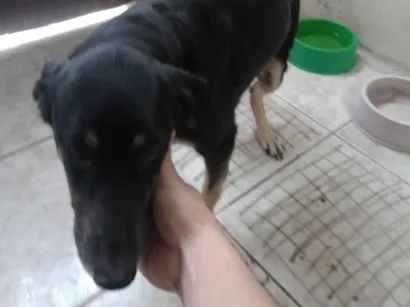 Cachorro raça SRD-ViraLata idade 4 anos nome Bolonhesa 