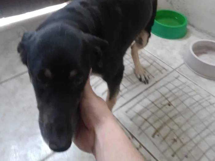 Cachorro ra a SRD-ViraLata idade 4 anos nome Bolonhesa 