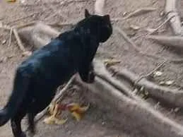 Gato raça SRD-ViraLata idade 3 anos nome Não tem nome