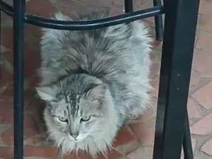 Gato raça SRD-ViraLata idade 3 anos nome Sem nome