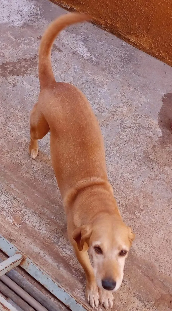 Cachorro ra a SRD-ViraLata idade 5 anos nome Bayle