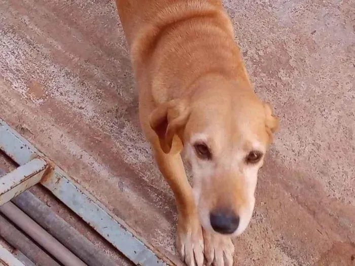 Cachorro ra a SRD-ViraLata idade 5 anos nome Bayle
