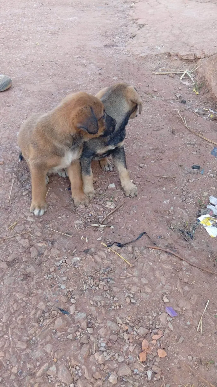 Cachorro ra a Labrador idade 2 a 6 meses nome Quem adotar escolhe