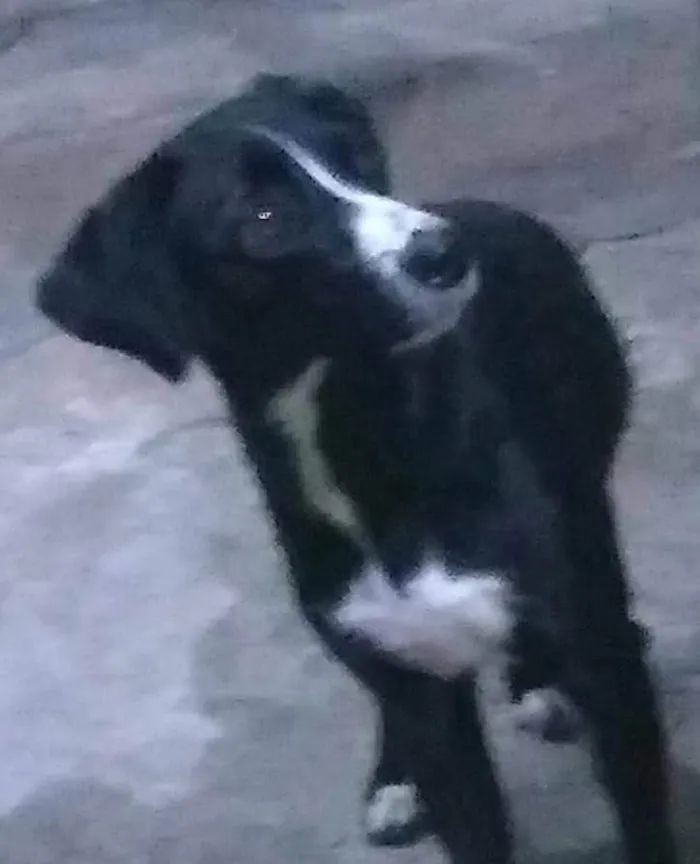 Cachorro ra a SRD-ViraLata idade 5 anos nome Lua