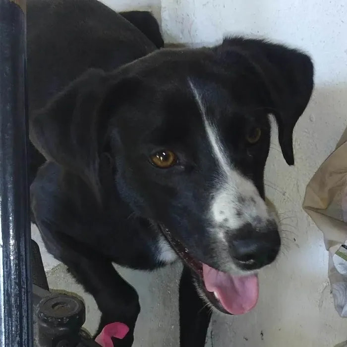 Cachorro ra a SRD-ViraLata idade 5 anos nome Lua