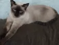 Gatinha Sarah