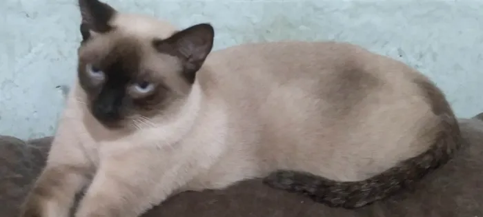 Gato ra a Siamês idade 2 a 6 meses nome Gatinha Sarah