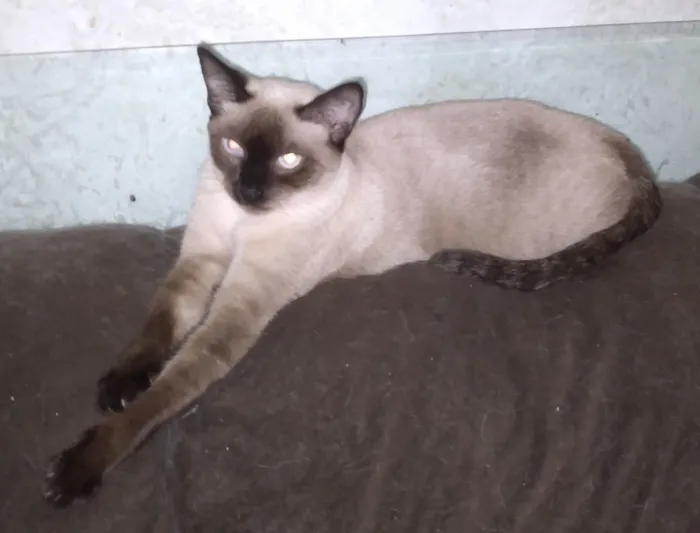 Gato ra a Siamês idade 2 a 6 meses nome Gatinha Sarah