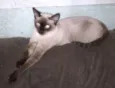 Gatinha Sarah
