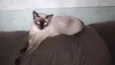 Gatinha Sarah