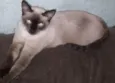 Gatinha Sarah