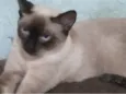 Gatinha Sarah