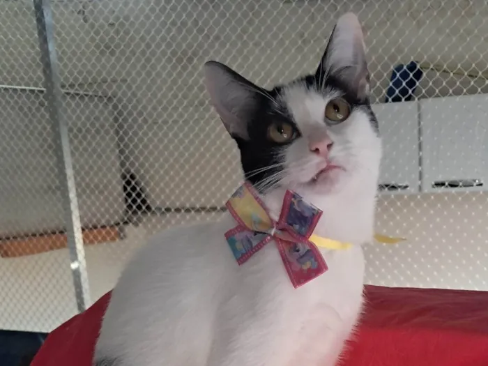 Gato ra a SRD-ViraLata idade 2 a 6 meses nome Emily