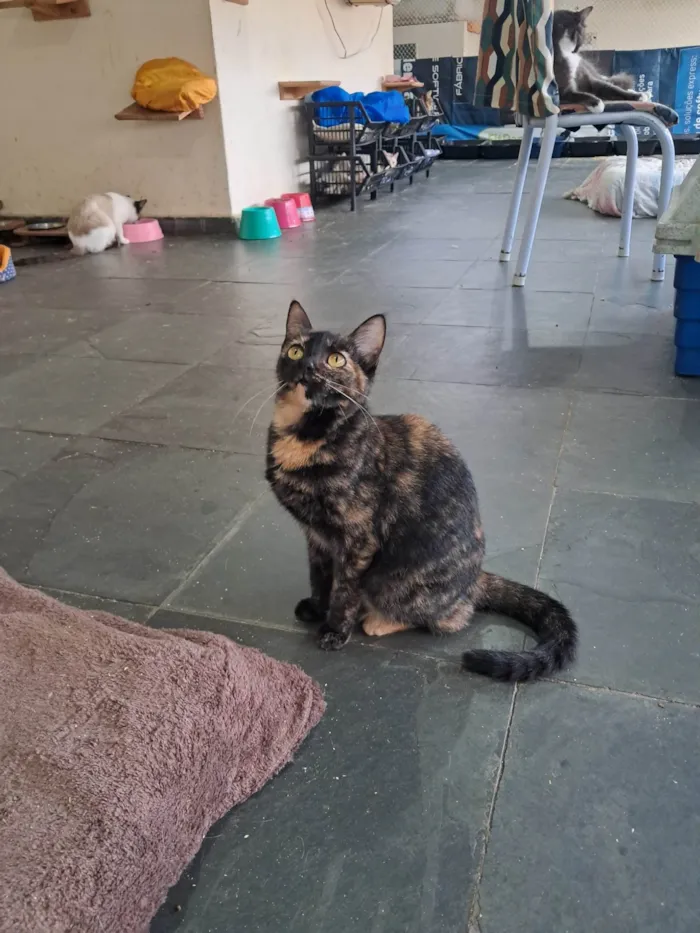 Gato ra a SRD-ViraLata idade 2 a 6 meses nome Orquídea 