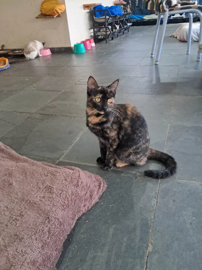Gato ra a SRD-ViraLata idade 2 a 6 meses nome Orquídea 