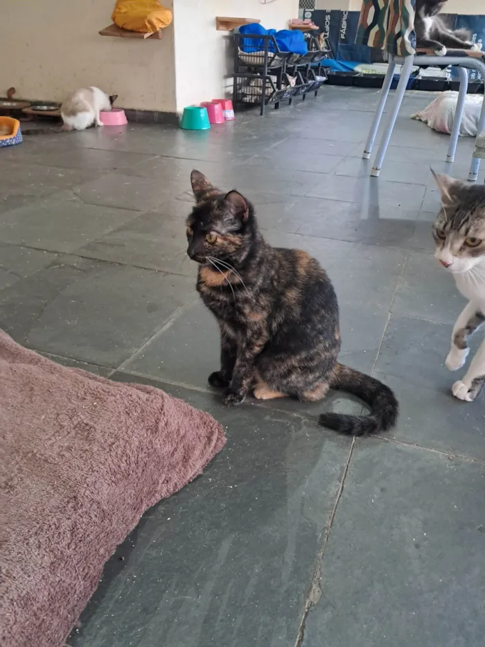 Gato ra a SRD-ViraLata idade 2 a 6 meses nome Orquídea 