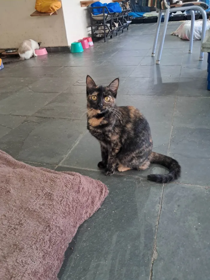 Gato ra a SRD-ViraLata idade 2 a 6 meses nome Orquídea 