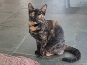 Gato raça SRD-ViraLata idade 2 a 6 meses nome Orquídea 