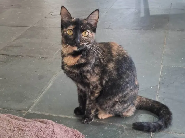 Gato ra a SRD-ViraLata idade 2 a 6 meses nome Orquídea 