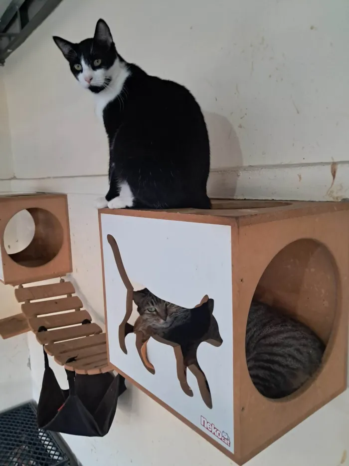 Gato ra a SRD-ViraLata idade 1 ano nome NANDO