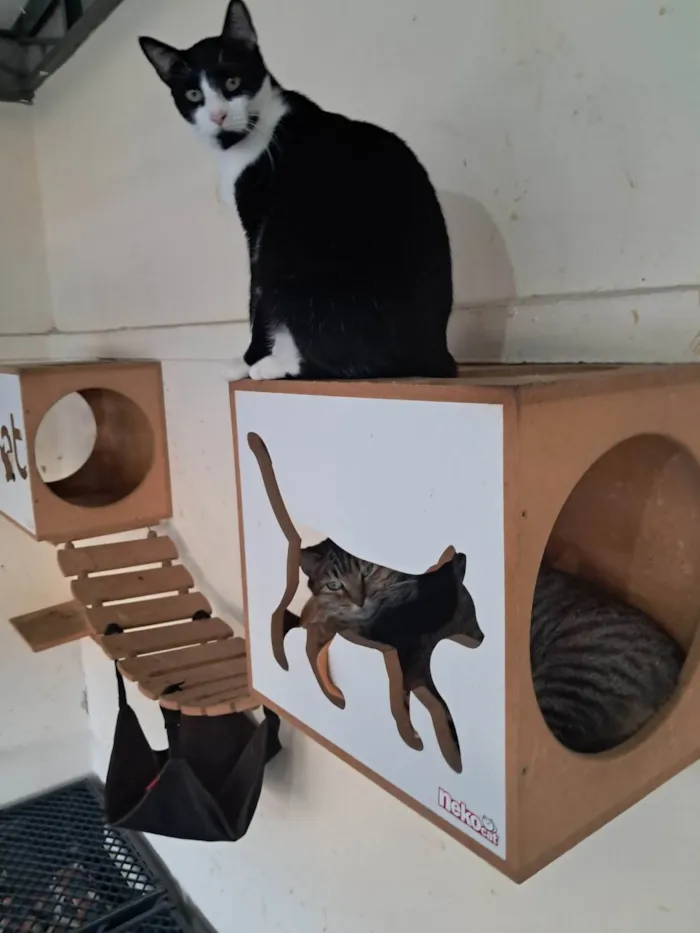 Gato ra a SRD-ViraLata idade 1 ano nome NANDO
