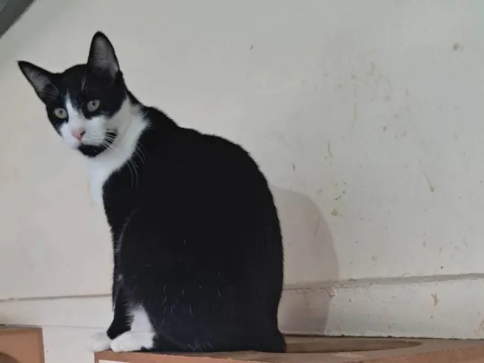 Gato ra a SRD-ViraLata idade 1 ano nome NANDO