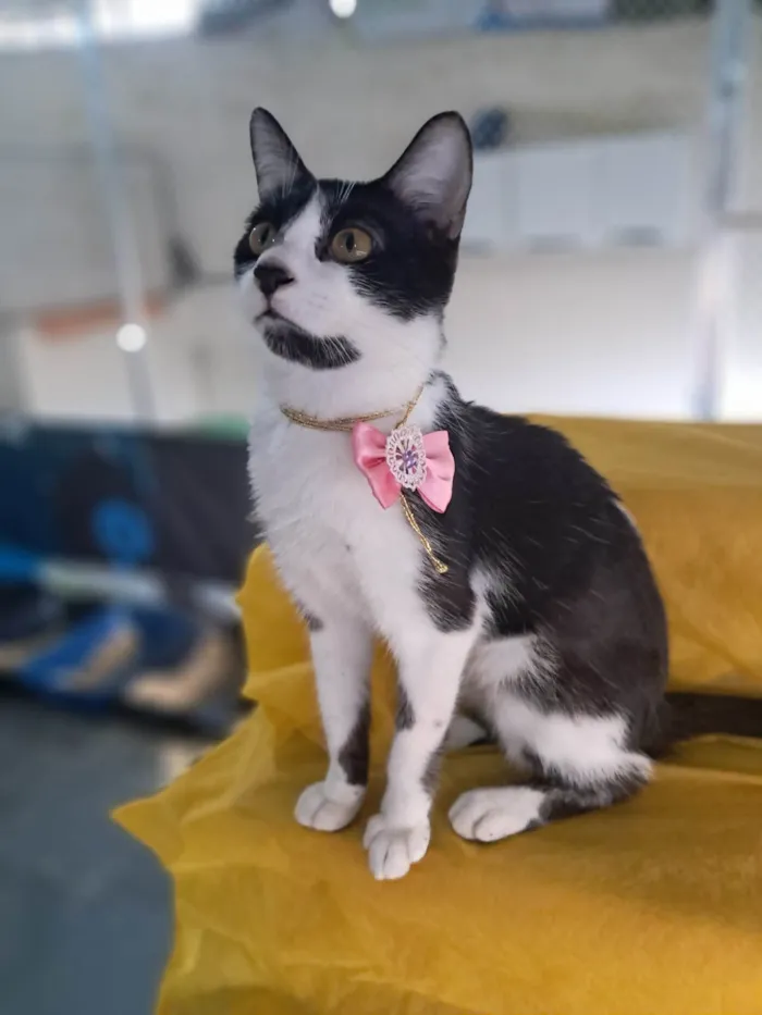 Gato ra a SRD-ViraLata idade 2 a 6 meses nome Zara