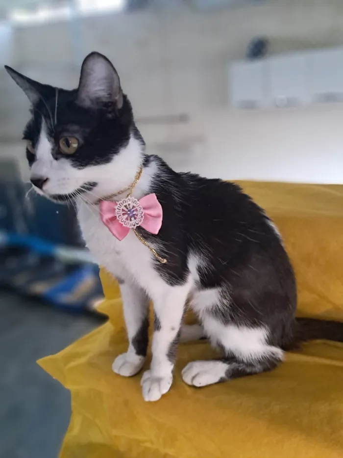Gato ra a SRD-ViraLata idade 2 a 6 meses nome Zara