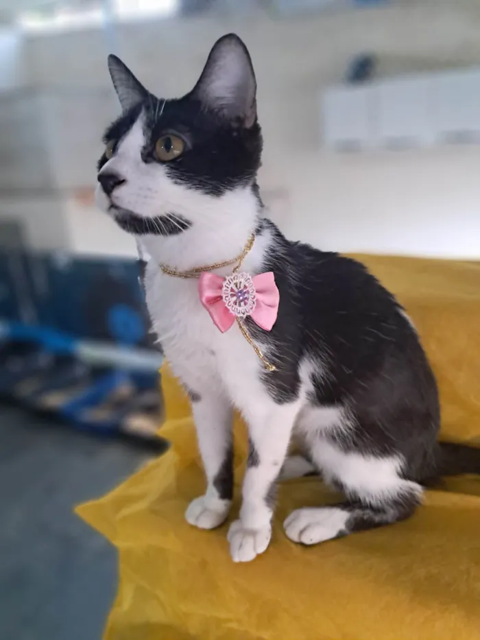 Gato ra a SRD-ViraLata idade 2 a 6 meses nome Zara