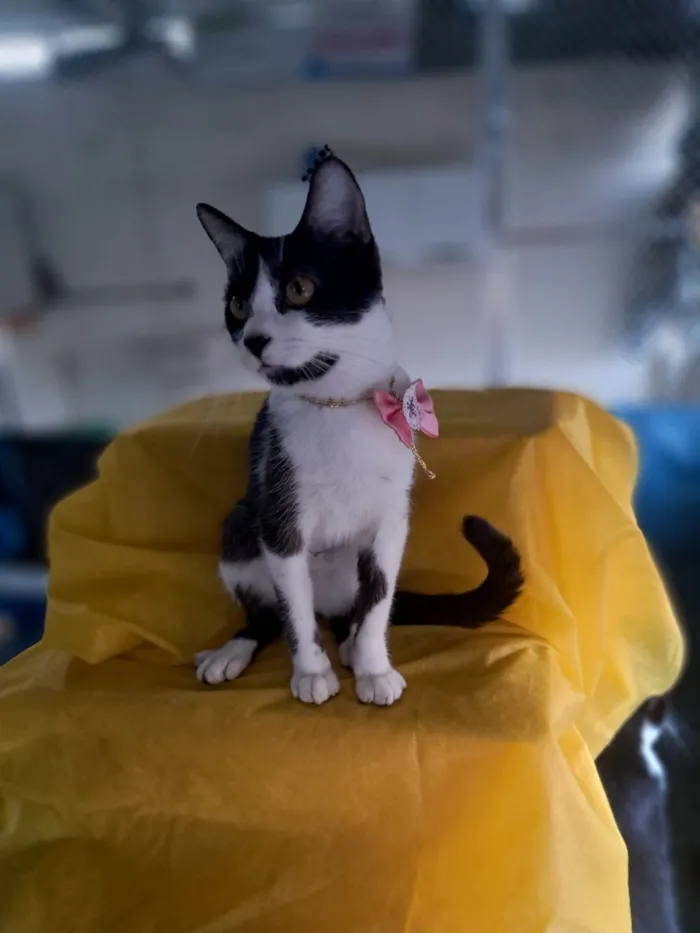 Gato ra a SRD-ViraLata idade 2 a 6 meses nome Zara