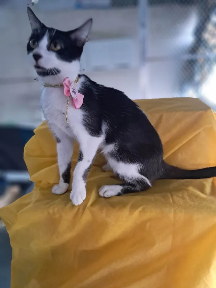Gato ra a SRD-ViraLata idade 2 a 6 meses nome Zara