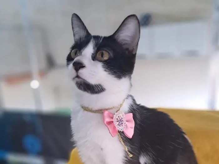Gato ra a SRD-ViraLata idade 2 a 6 meses nome Zara