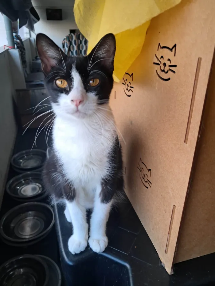 Gato ra a SRD-ViraLata idade 2 a 6 meses nome Dollar