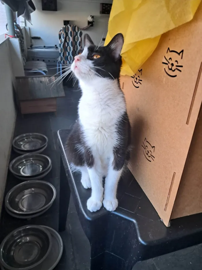 Gato ra a SRD-ViraLata idade 2 a 6 meses nome Dollar