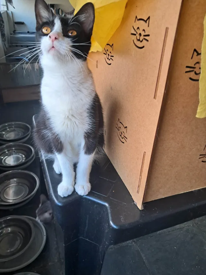 Gato ra a SRD-ViraLata idade 2 a 6 meses nome Dollar