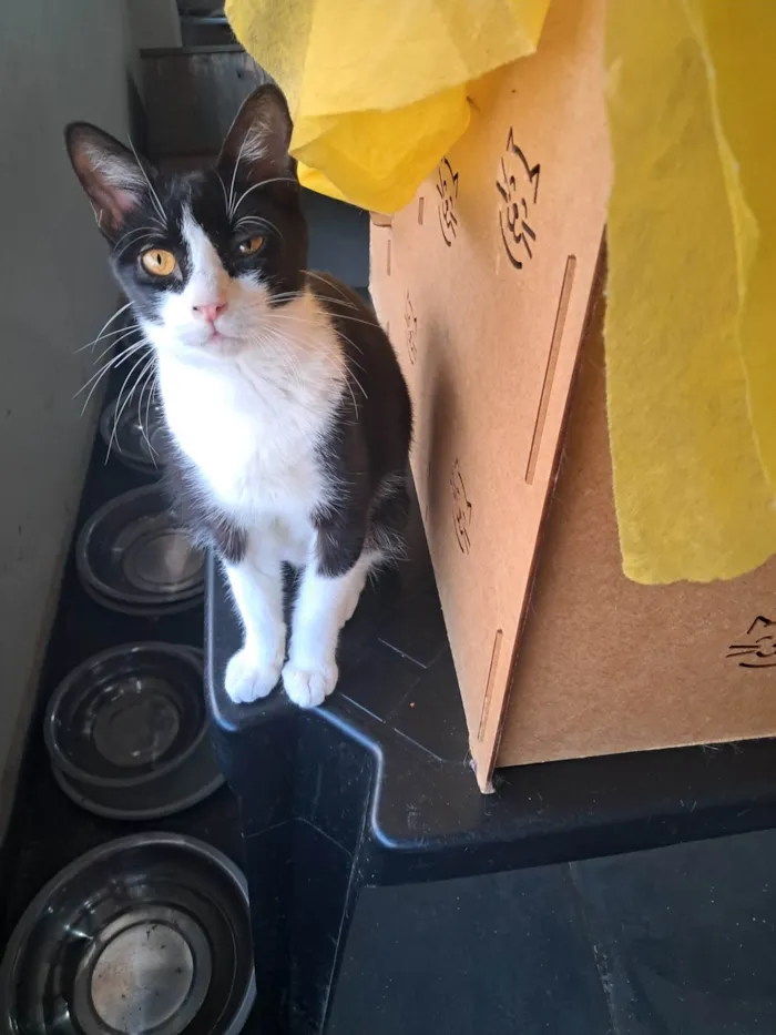 Gato ra a SRD-ViraLata idade 2 a 6 meses nome Dollar