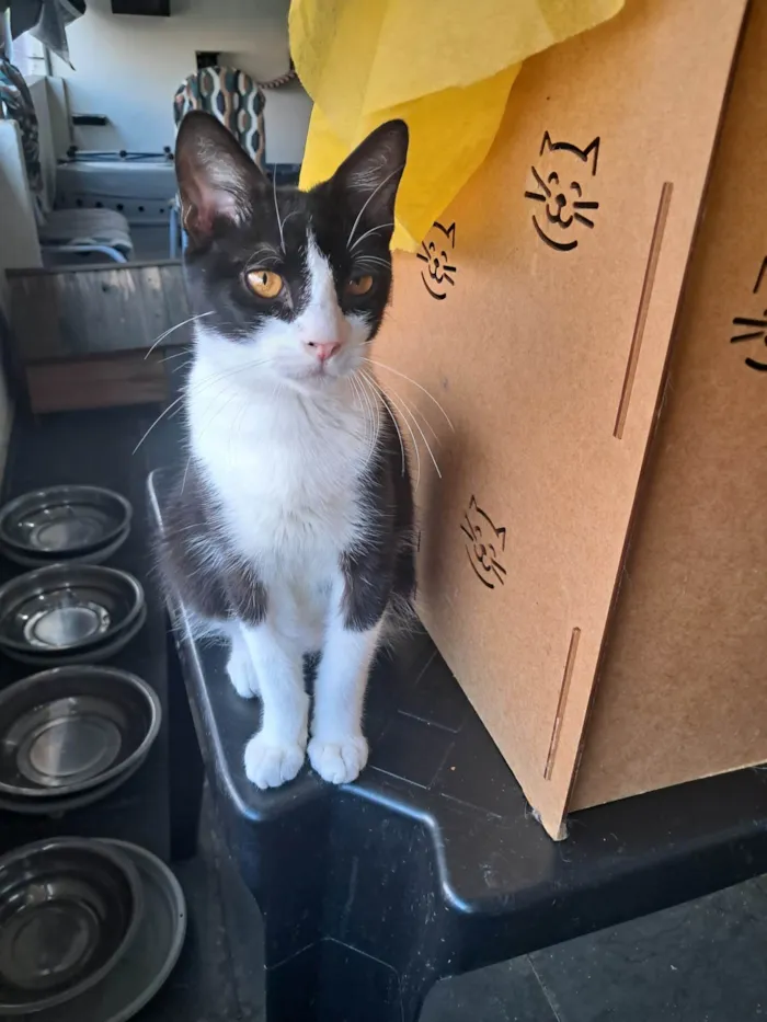 Gato ra a SRD-ViraLata idade 2 a 6 meses nome Dollar
