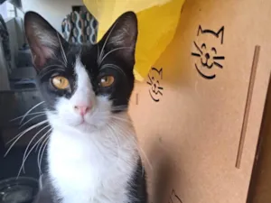 Gato raça SRD-ViraLata idade 2 a 6 meses nome Dollar