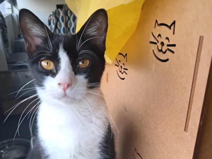 Gato ra a SRD-ViraLata idade 2 a 6 meses nome Dollar