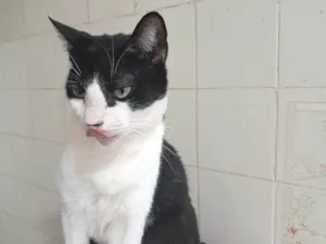 Gato raça SRD-ViraLata idade 3 anos nome BERNARD