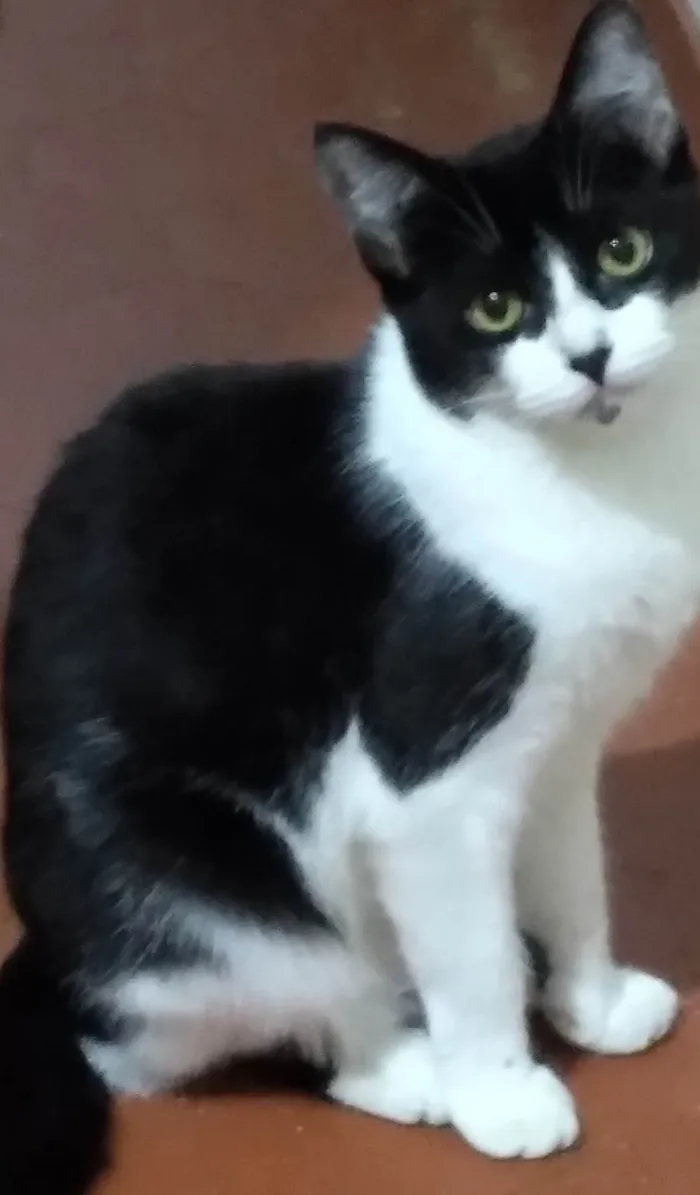 Gato ra a SRD-ViraLata idade 2 a 6 meses nome Linda flor