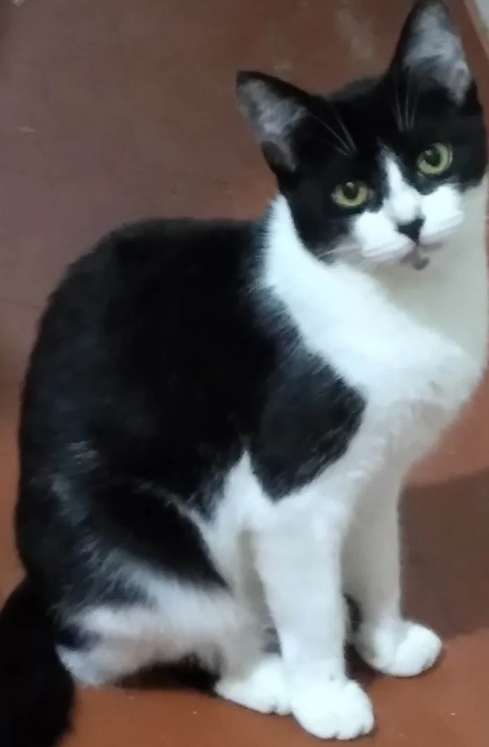 Gato ra a SRD-ViraLata idade 2 a 6 meses nome Linda flor