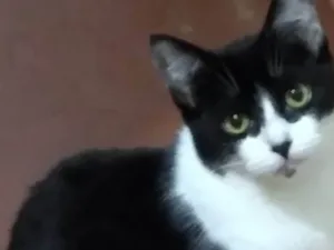 Gato raça SRD-ViraLata idade 2 a 6 meses nome Linda flor
