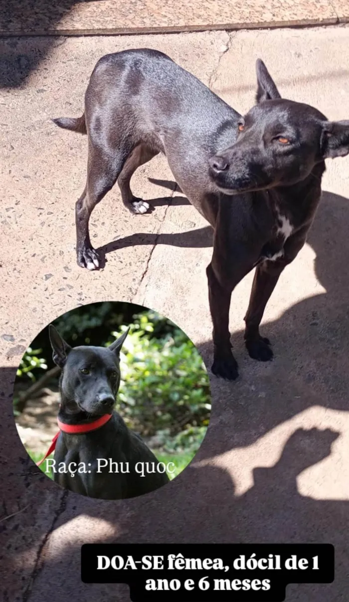 Cachorro ra a SRD-ViraLata idade 1 ano nome Safira 