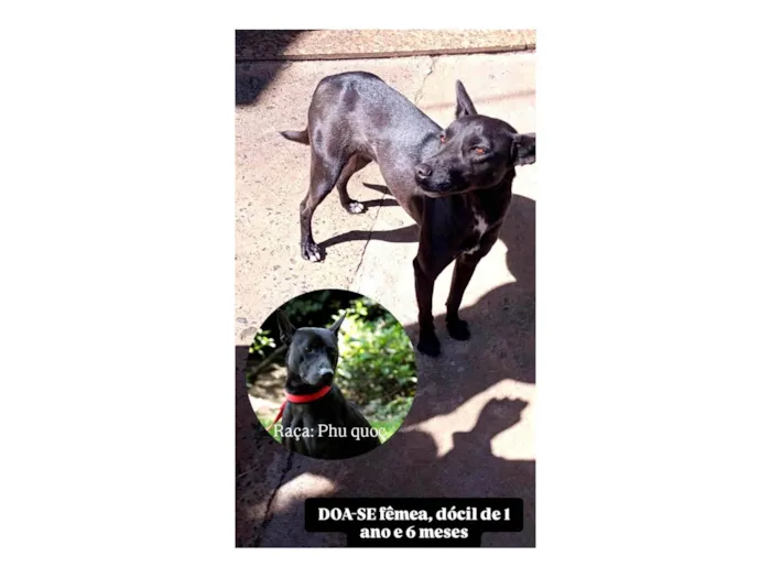 Cachorro ra a SRD-ViraLata idade 1 ano nome Safira 